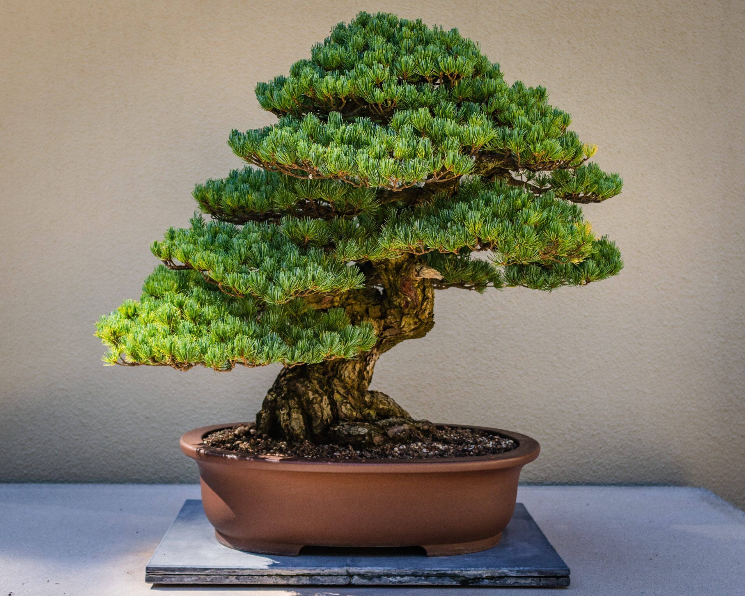 bonsai arbol