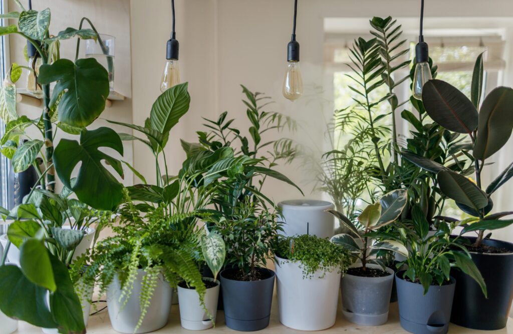 plantas de interior