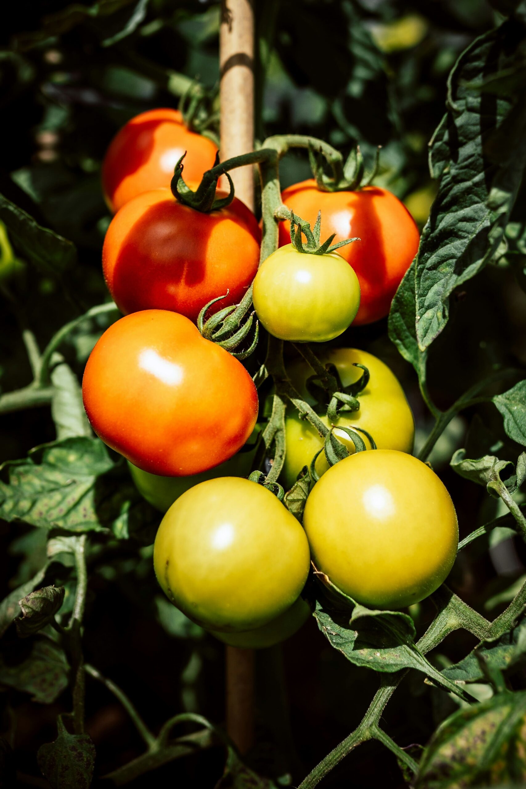 tomatera cosecha